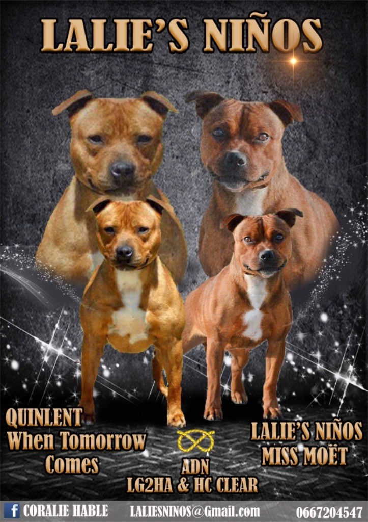 Lalie's Niños - Staffordshire Bull Terrier - Portée née le 04/08/2018