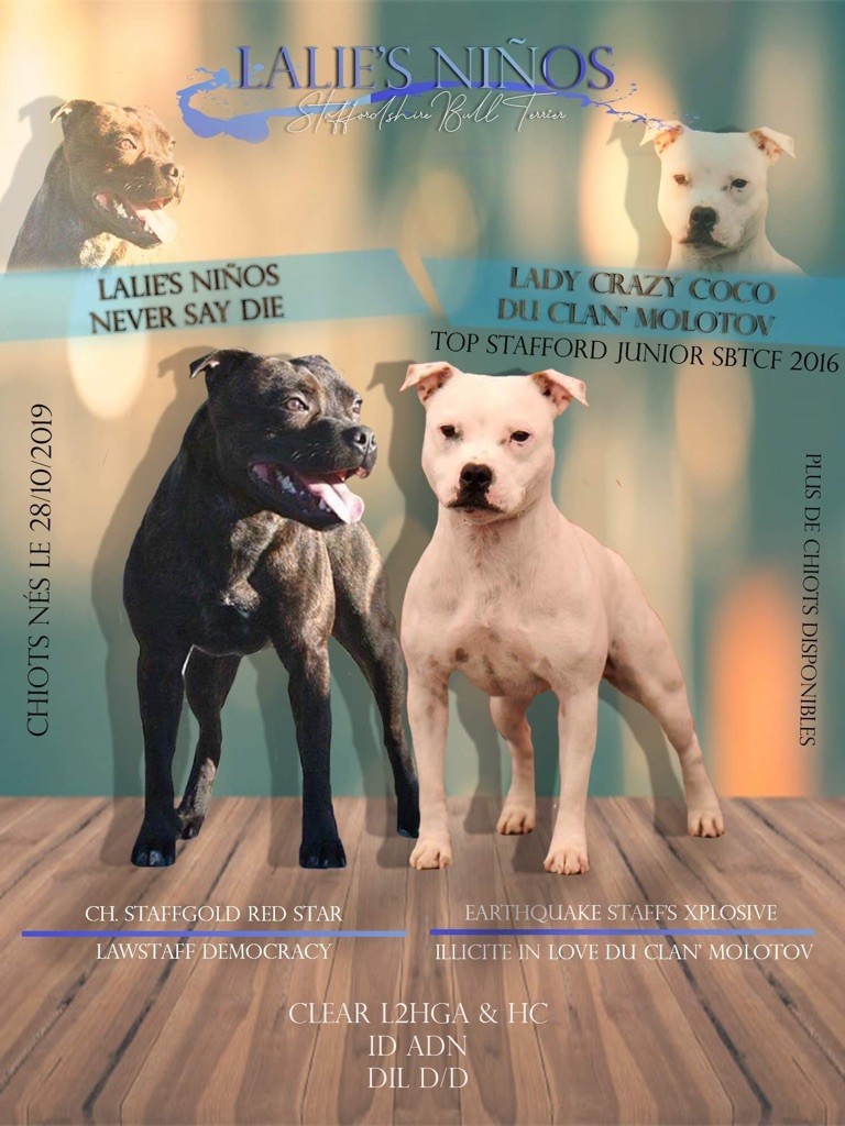 Lalie's Niños - Staffordshire Bull Terrier - Portée née le 28/10/2019