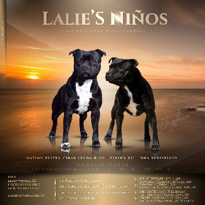 Lalie's Niños - Staffordshire Bull Terrier - Portée née le 09/05/2022