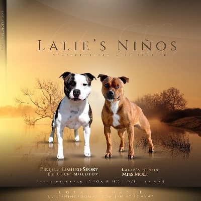 Lalie's Niños - Staffordshire Bull Terrier - Portée née le 11/07/2021