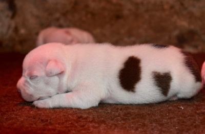Lalie's Niños - Staffordshire Bull Terrier - Portée née le 21/07/2023