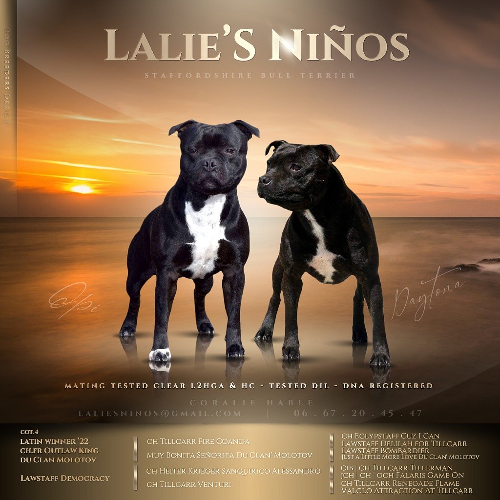 chiot Staffordshire Bull Terrier Lalie's Niños