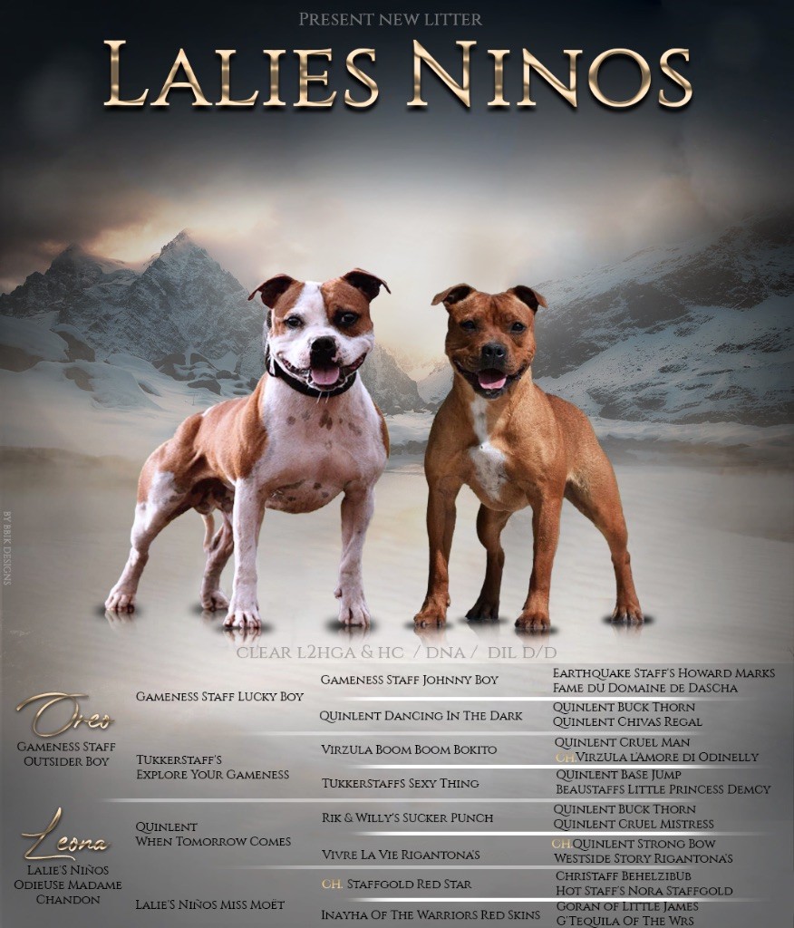 chiot Staffordshire Bull Terrier Lalie's Niños