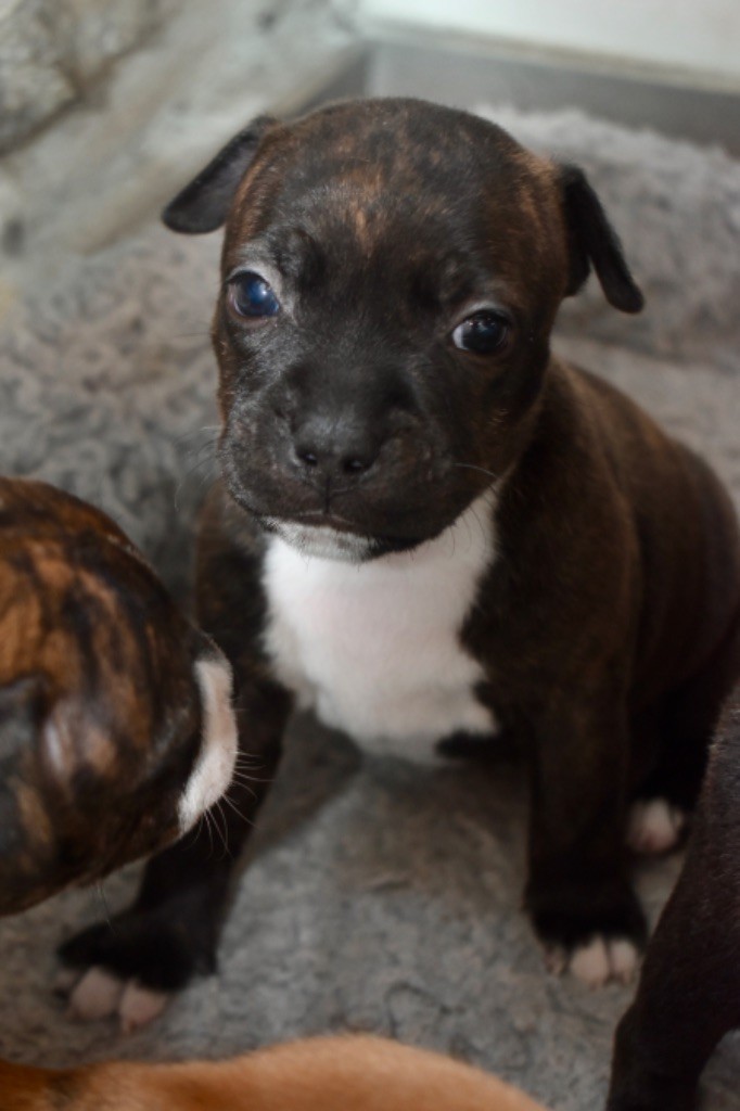 Lalie's Niños - Chiot disponible  - Staffordshire Bull Terrier