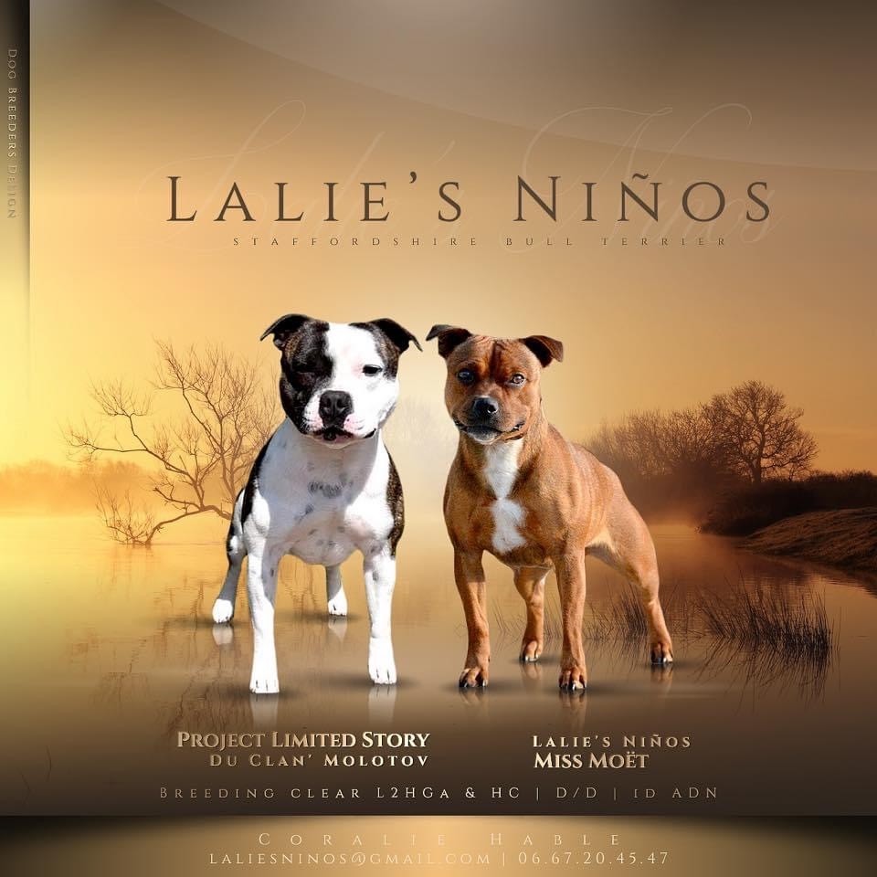 chiot Staffordshire Bull Terrier Lalie's Niños