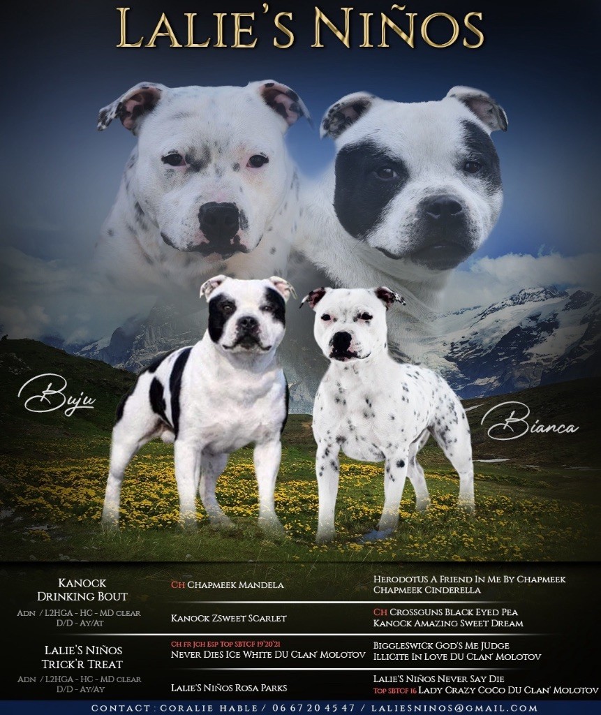 Lalie's Niños - Chiot disponible  - Staffordshire Bull Terrier