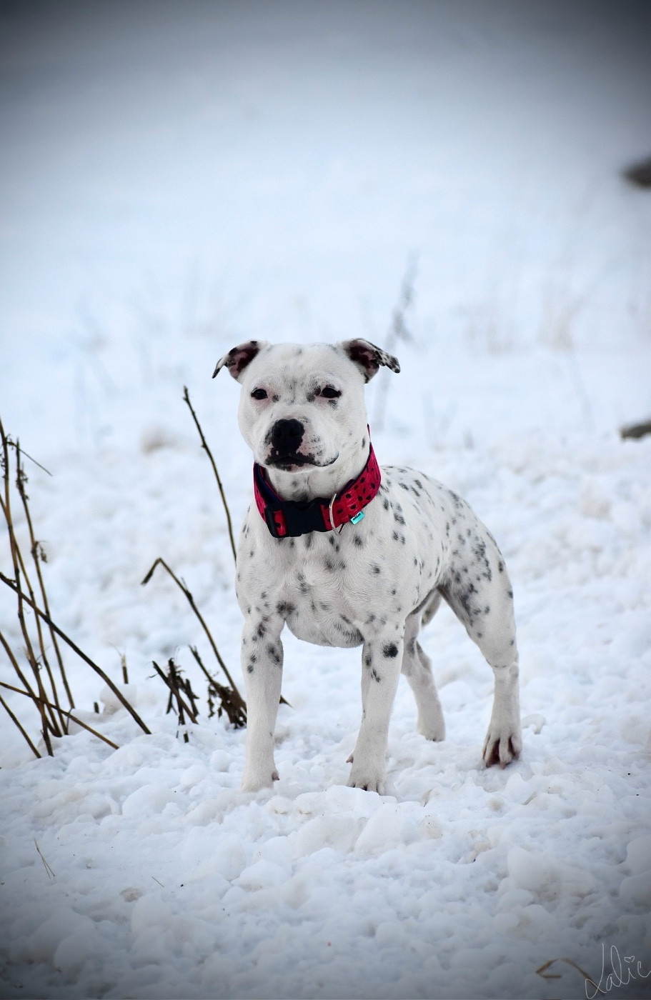 Lalie's Niños Trick-R Treat