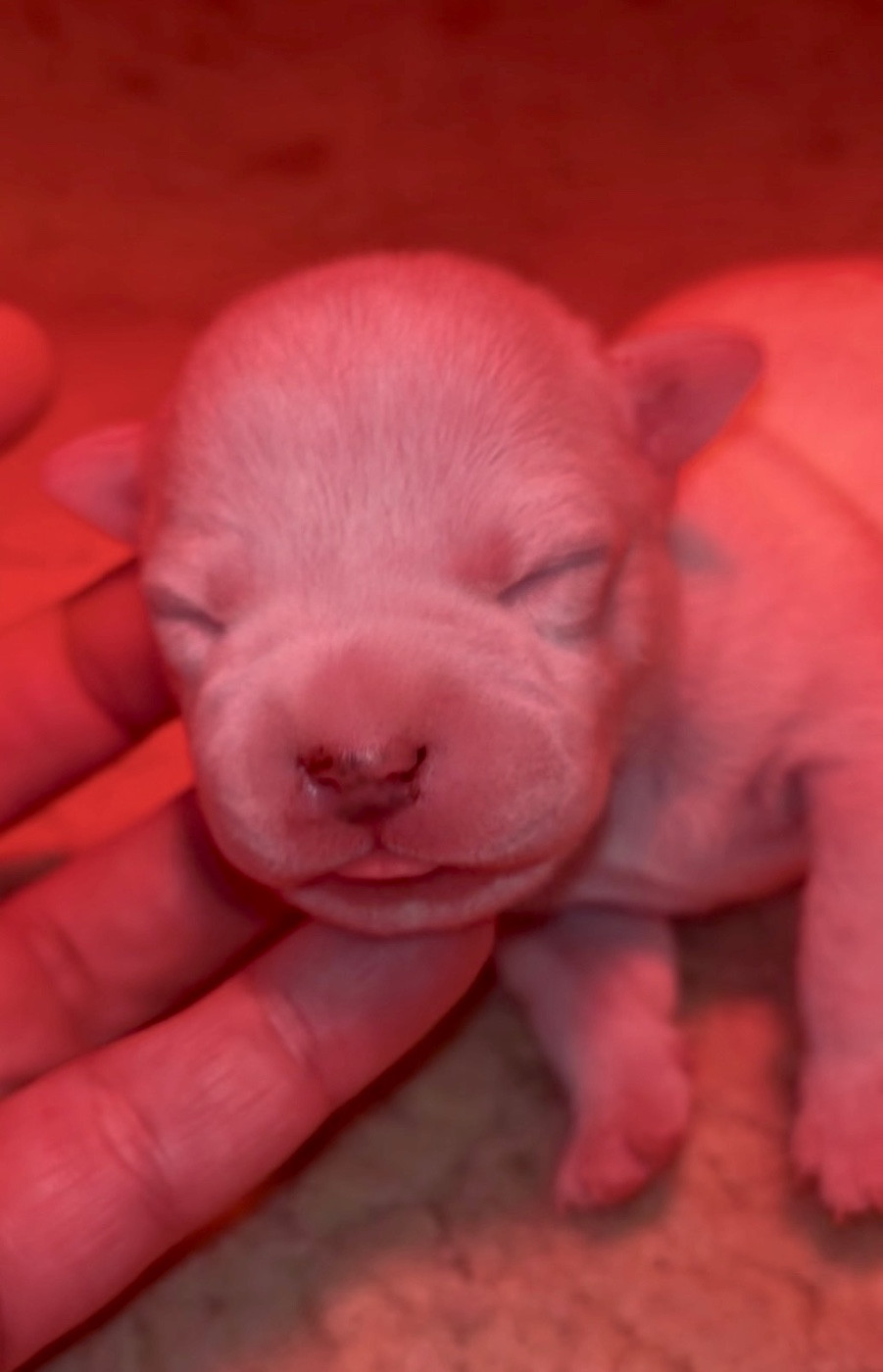 Lalie's Niños - Chiots disponibles - Staffordshire Bull Terrier