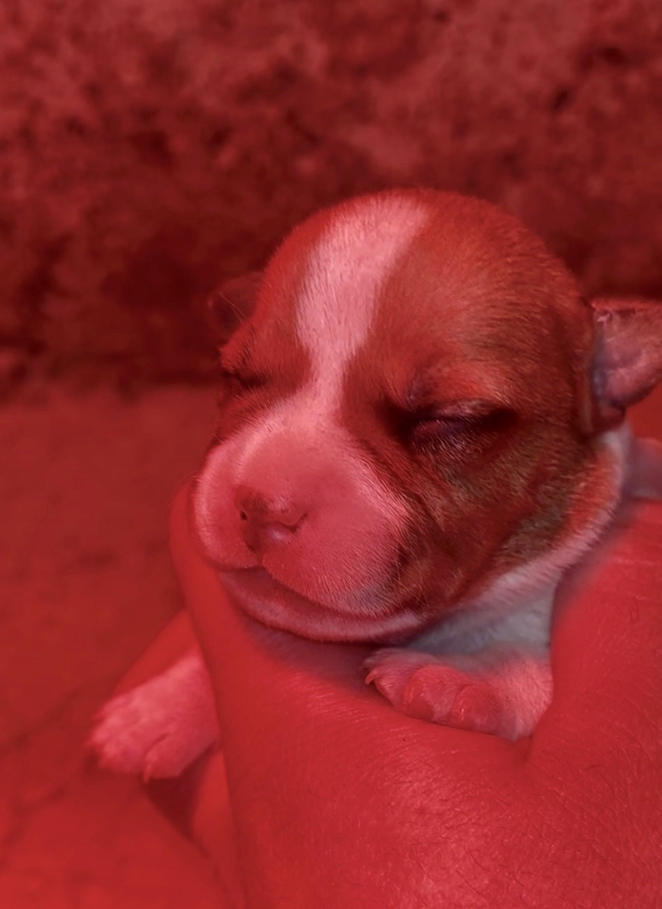 Lalie's Niños - Chiots disponibles - Staffordshire Bull Terrier