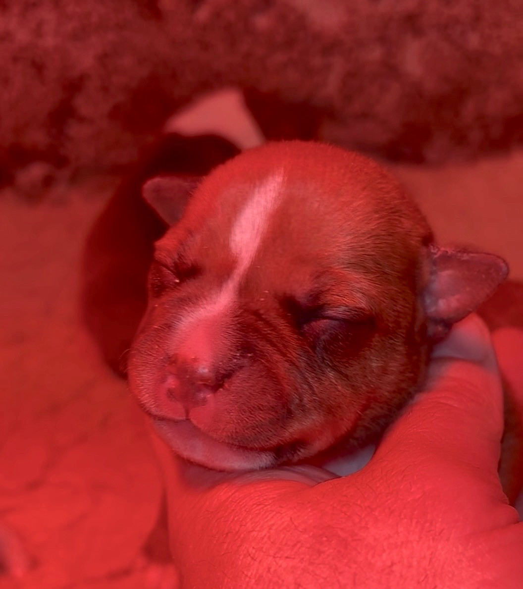 Lalie's Niños - Chiots disponibles - Staffordshire Bull Terrier