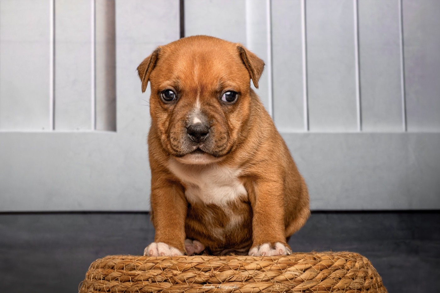 Lalie's Niños - Chiots disponibles - Staffordshire Bull Terrier