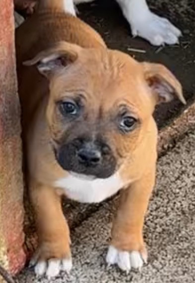 Lalie's Niños - Chiots disponibles - Staffordshire Bull Terrier