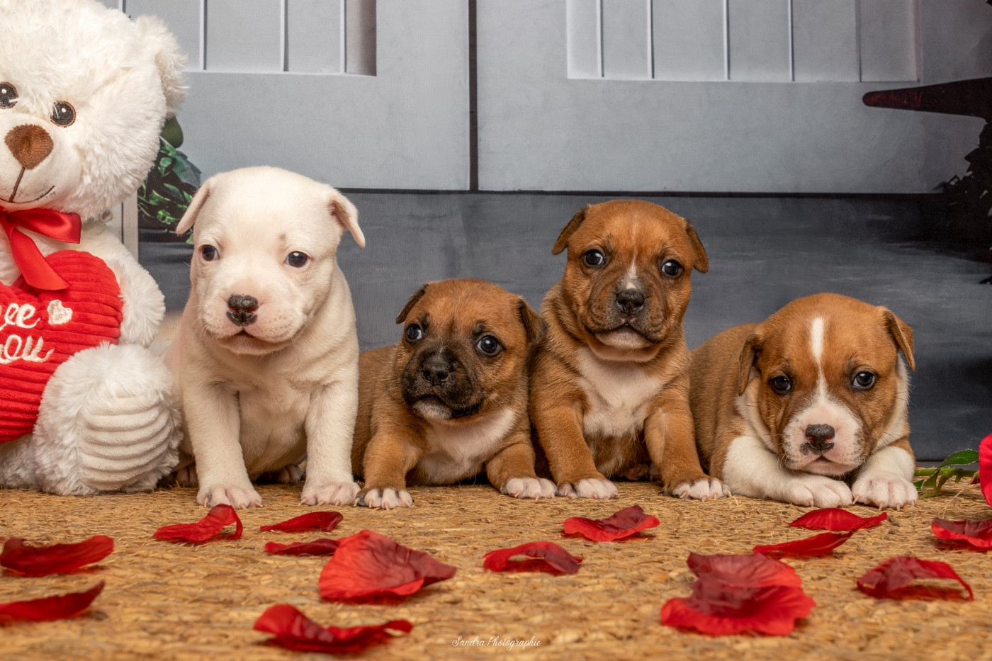 Chiot Staffordshire Bull Terrier Lalie's Niños