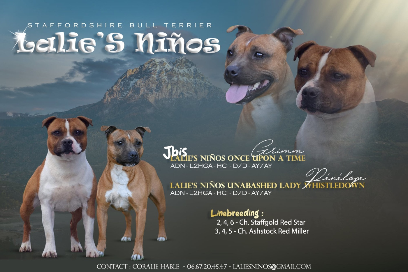 Chiot Staffordshire Bull Terrier Lalie's Niños