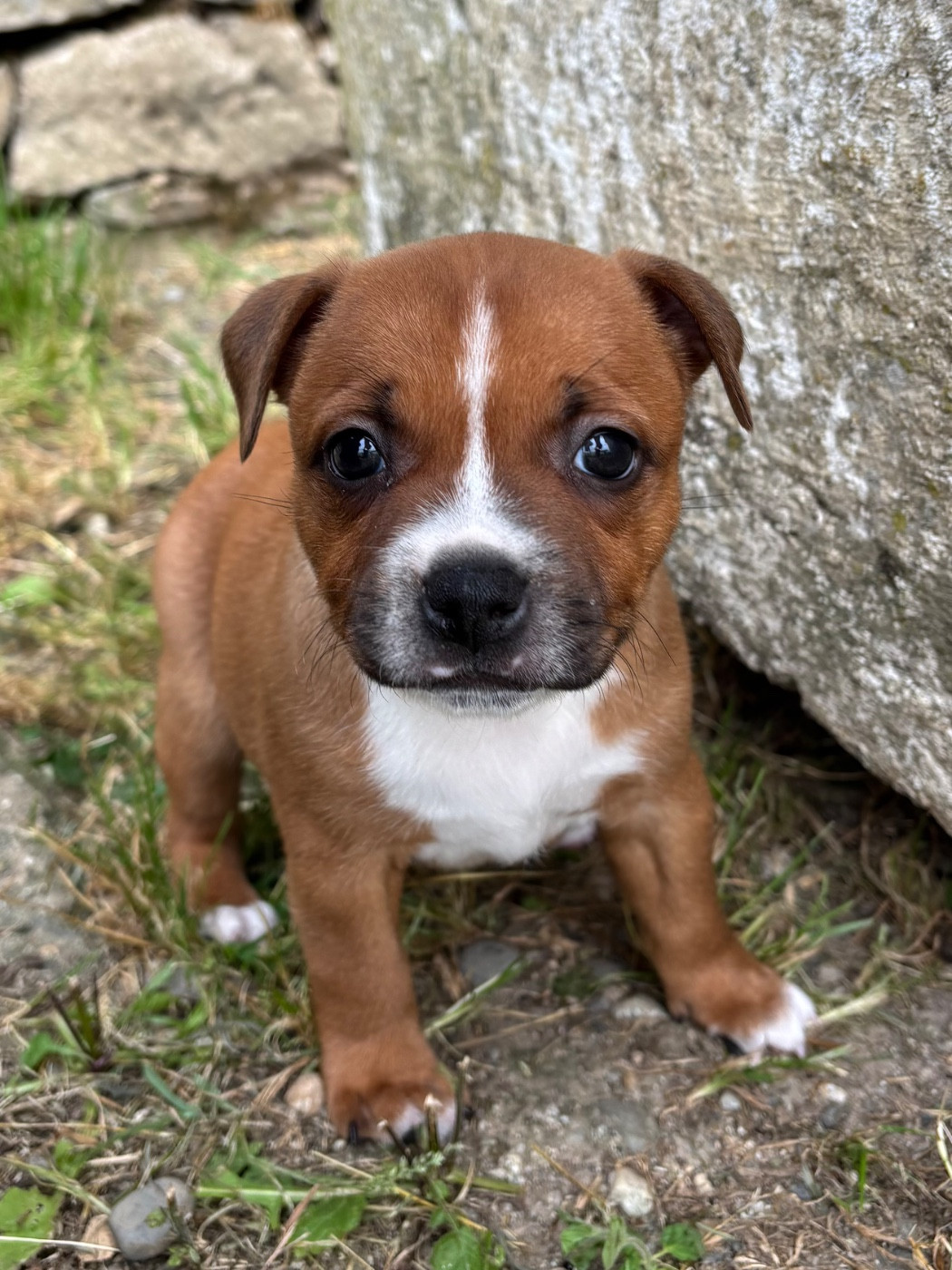 Lalie's Niños - Chiots disponibles - Staffordshire Bull Terrier
