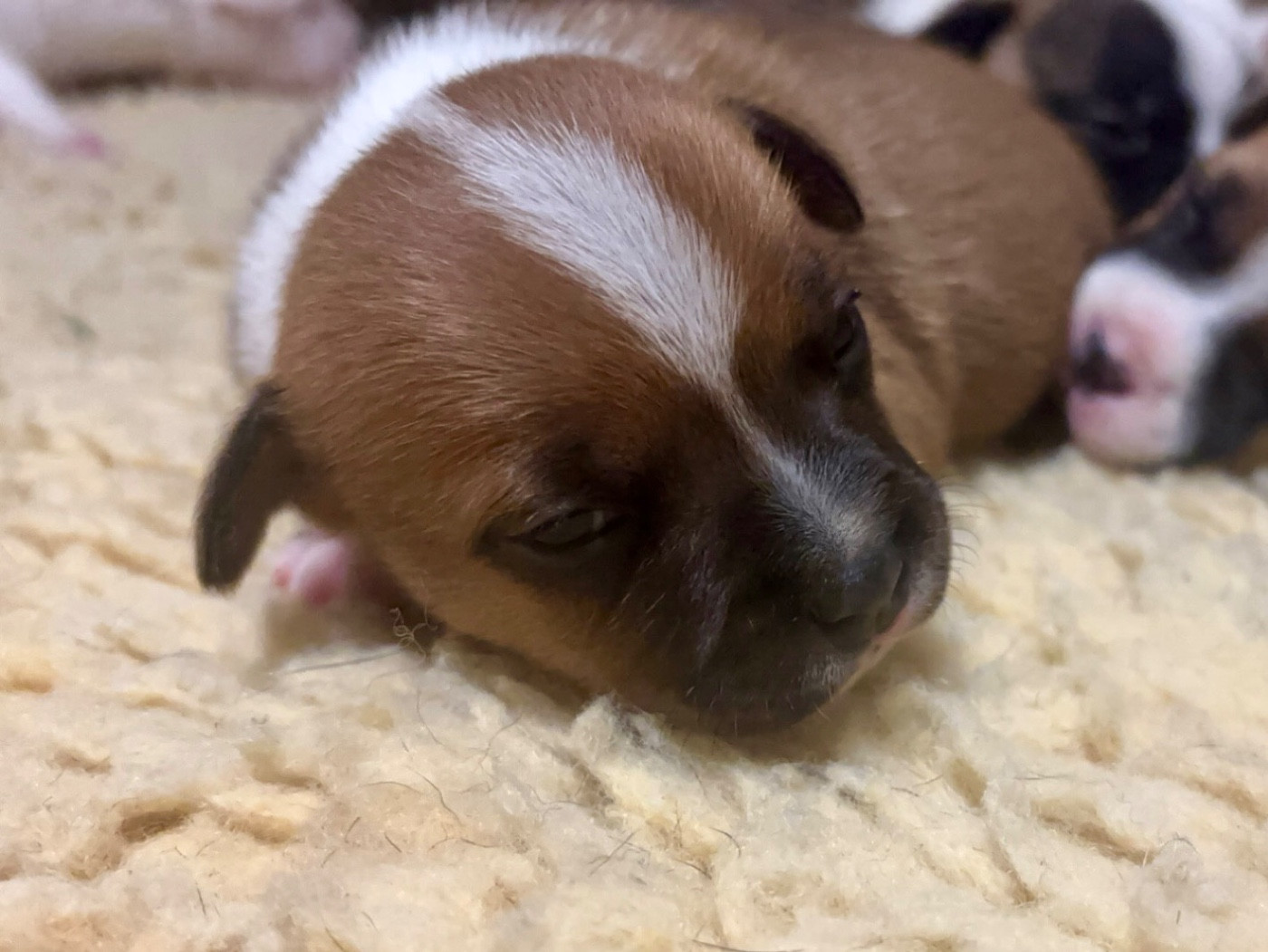Lalie's Niños - Chiots disponibles - Staffordshire Bull Terrier