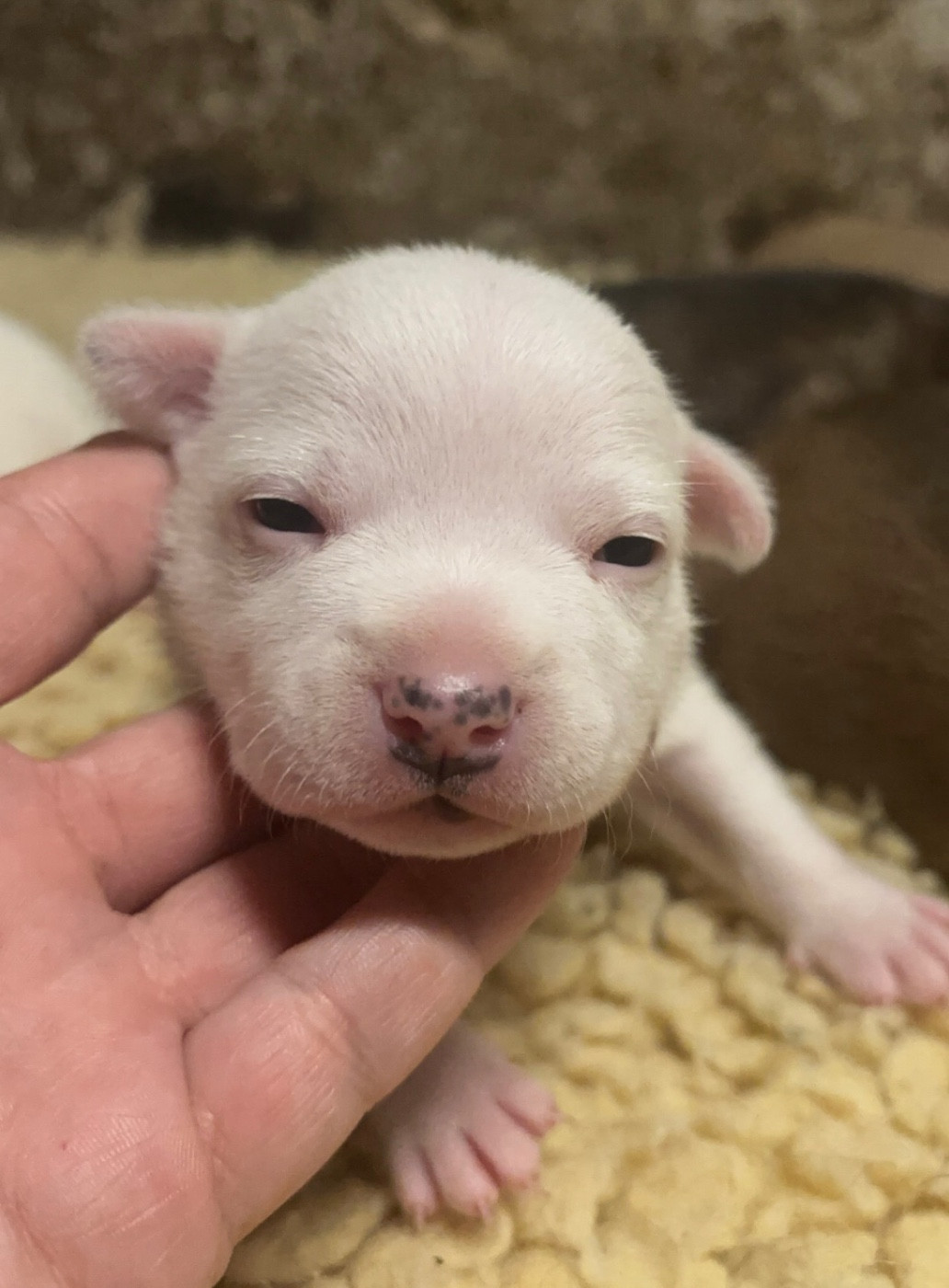 Lalie's Niños - Chiots disponibles - Staffordshire Bull Terrier