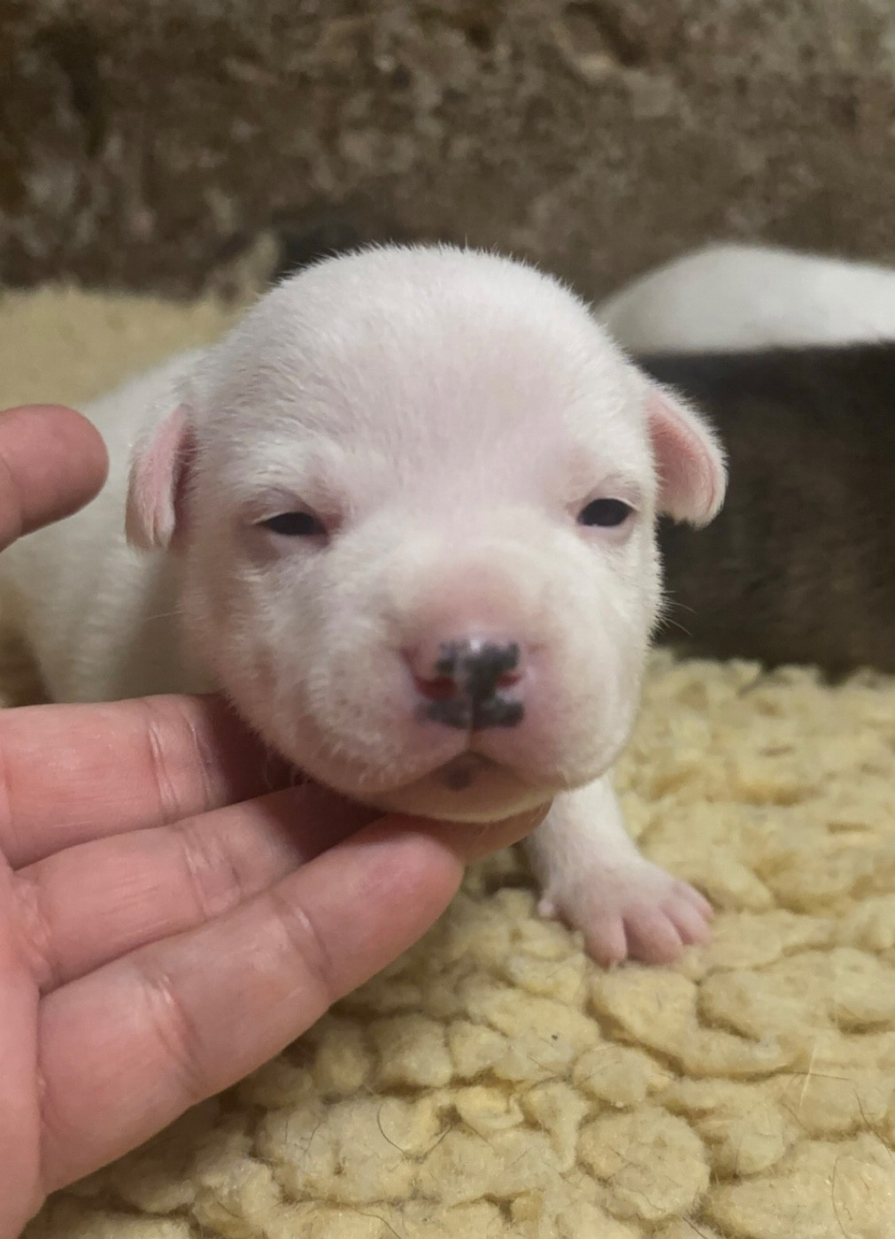 Lalie's Niños - Chiots disponibles - Staffordshire Bull Terrier