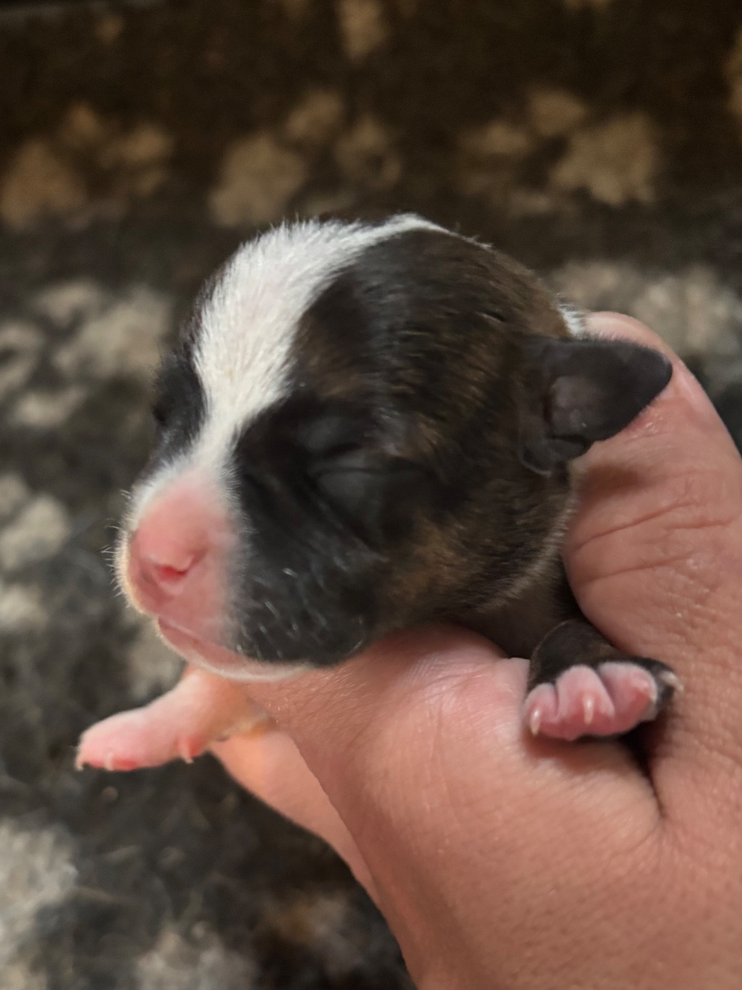 Lalie's Niños - Chiots disponibles - Staffordshire Bull Terrier