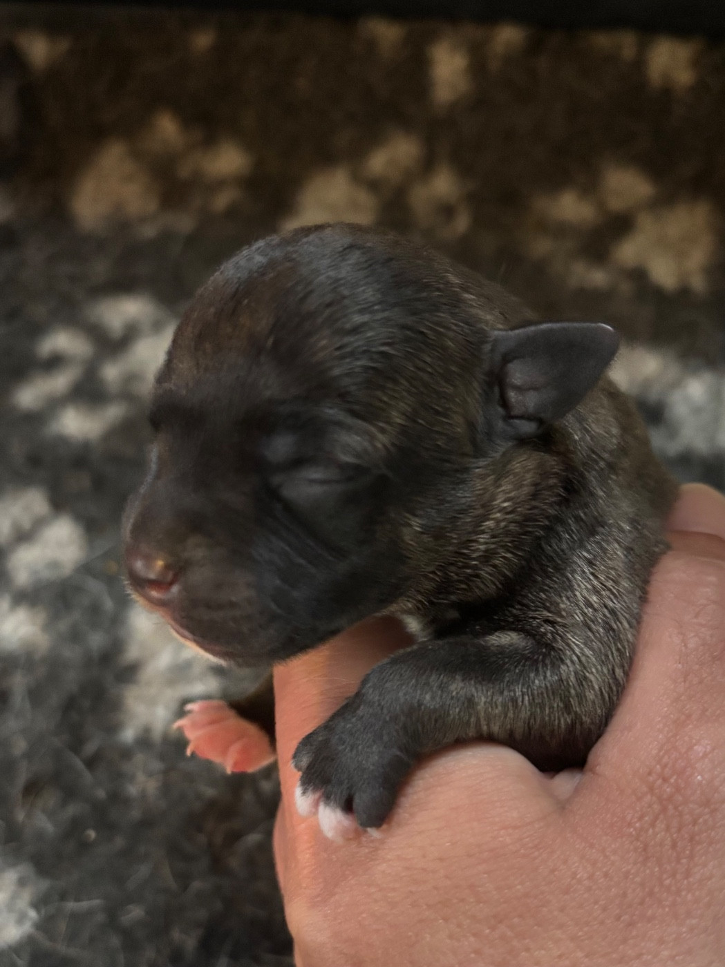 Lalie's Niños - Chiots disponibles - Staffordshire Bull Terrier