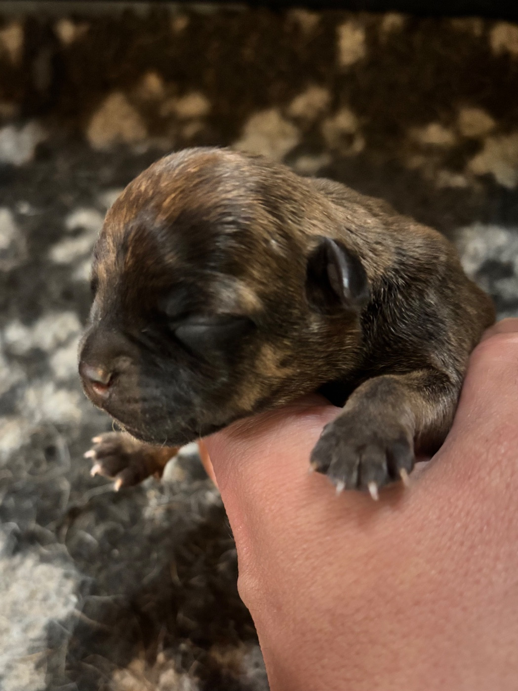 Lalie's Niños - Chiots disponibles - Staffordshire Bull Terrier