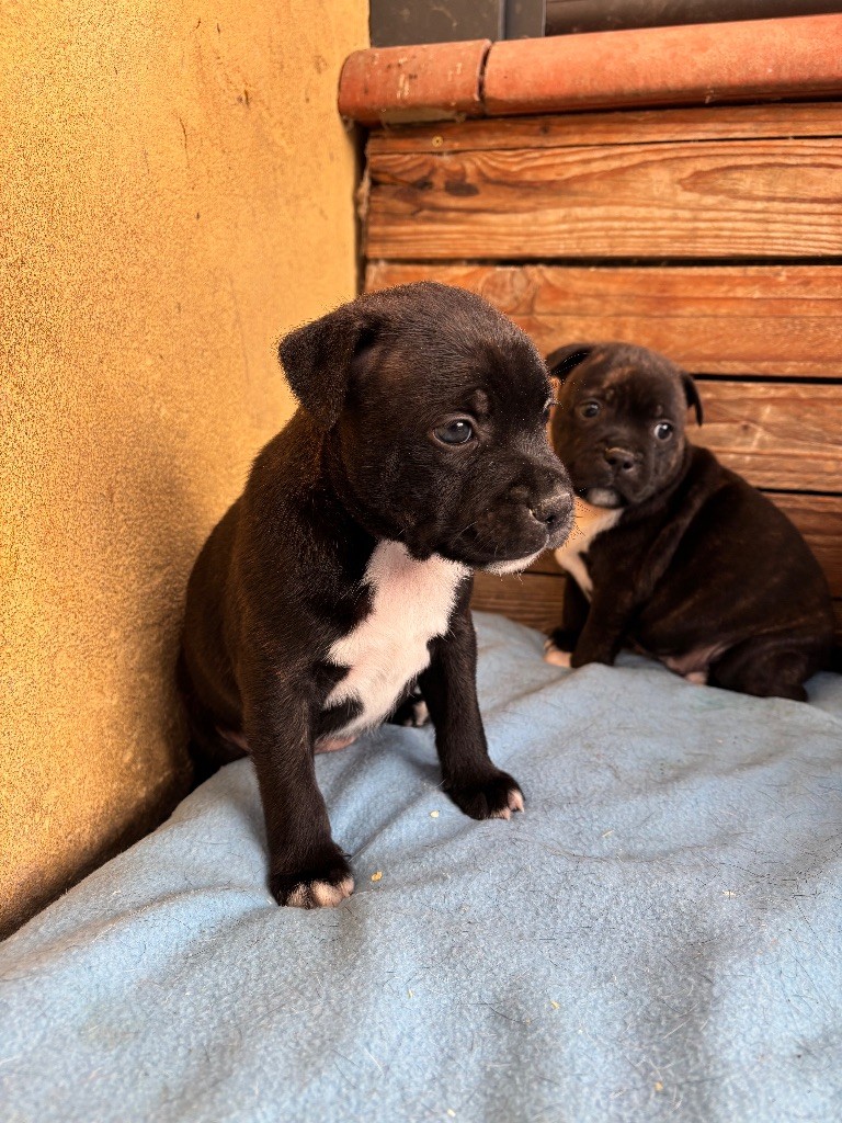 Lalie's Niños - Chiots disponibles - Staffordshire Bull Terrier