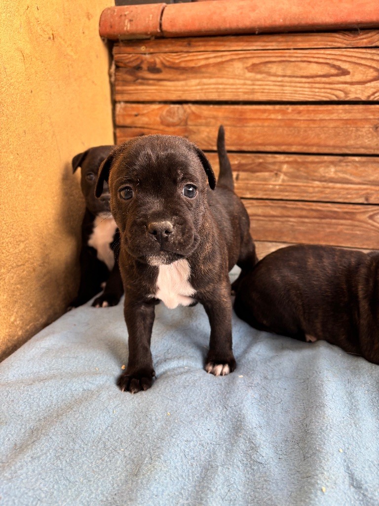 Lalie's Niños - Chiots disponibles - Staffordshire Bull Terrier