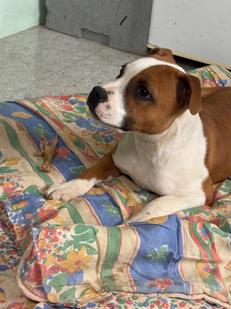 Lalie's Niños - Staffordshire Bull Terrier - Portée née le 31/10/2024