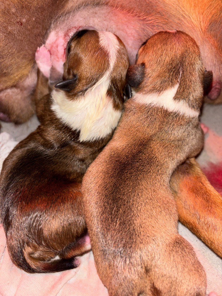 Lalie's Niños - Staffordshire Bull Terrier - Portée née le 01/06/2025