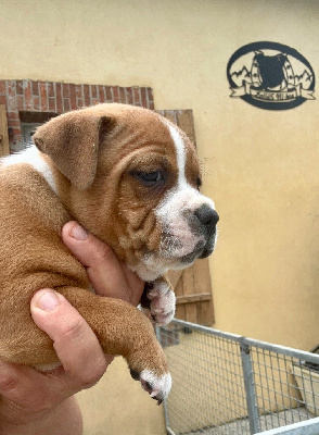 CHIOT