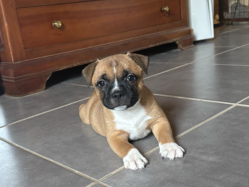 Lalie's Niños - Chiots disponibles - Staffordshire Bull Terrier