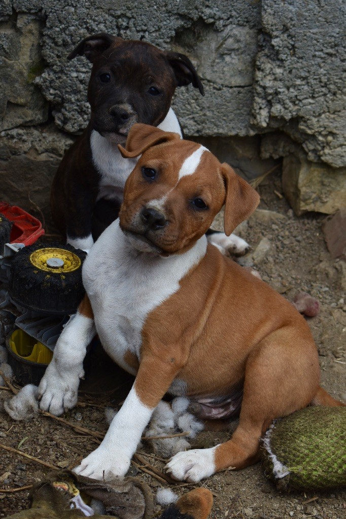 Lalie's Niños - Chiots disponibles - Staffordshire Bull Terrier