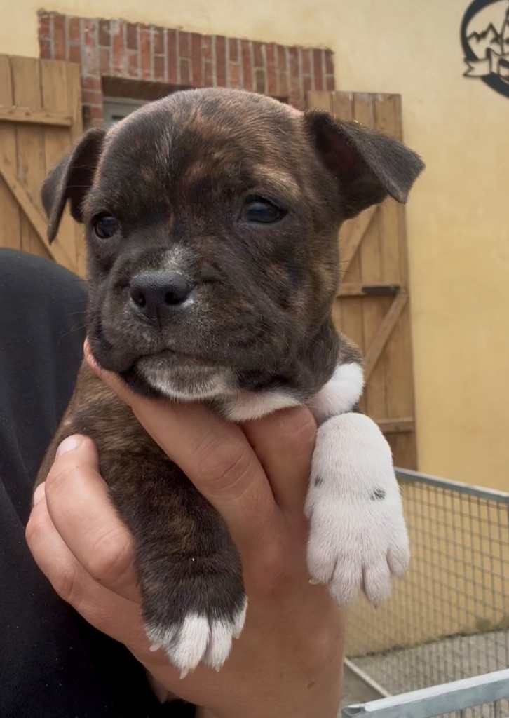 Lalie's Niños - Chiots disponibles - Staffordshire Bull Terrier