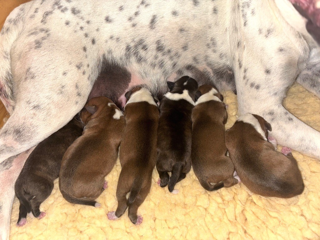 Lalie's Niños - Staffordshire Bull Terrier - Portée née le 13/06/2025