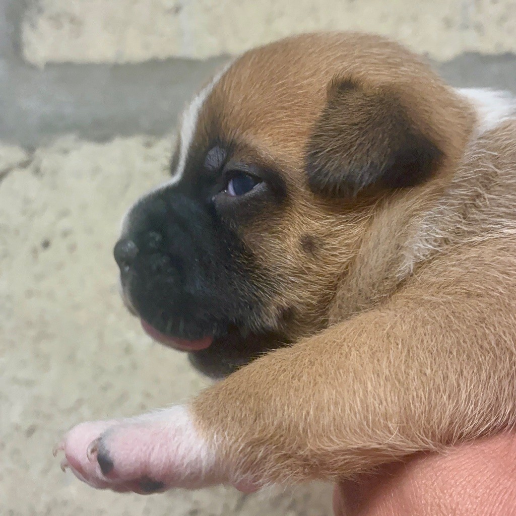 Lalie's Niños - Chiots disponibles - Staffordshire Bull Terrier
