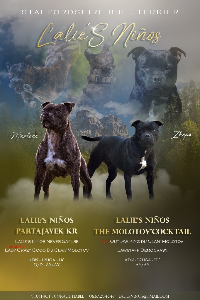 Lalie's Niños - Staffordshire Bull Terrier - Portée née le 12/10/2025