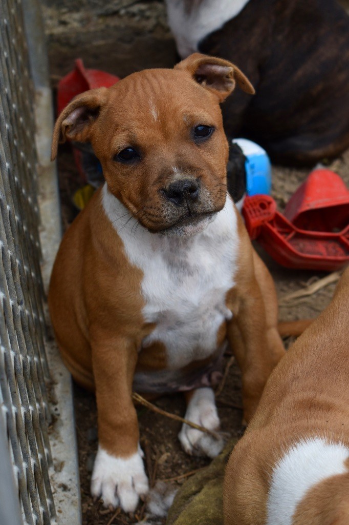 Lalie's Niños - Chiots disponibles - Staffordshire Bull Terrier